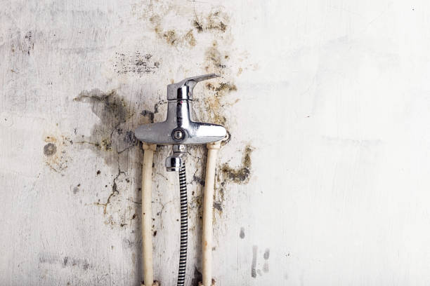 Best Mold Removal Company Near Me  in West Hazleton, PA