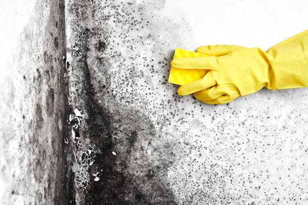 Best Local Mold Removal Service  in West Hazleton, PA