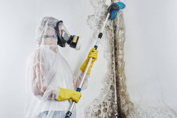 Best Professional Mold Removal  in West Hazleton, PA