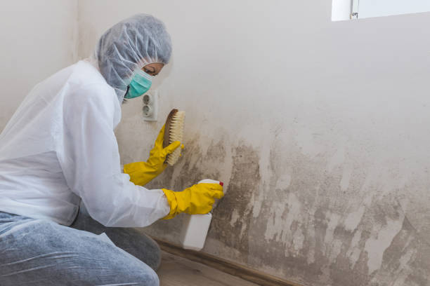 Best Home Mold Removal  in West Hazleton, PA