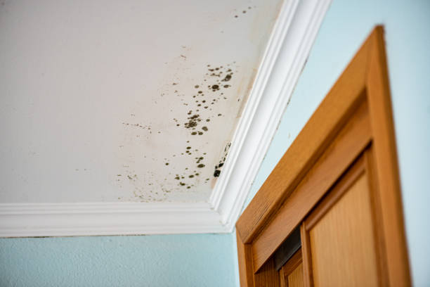 Best Black Mold Removal  in West Hazleton, PA