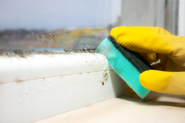 Trusted West Hazleton, PA Mold Removal Experts