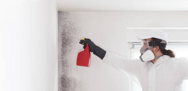 Best Emergency Mold Removal  in West Hazleton, PA