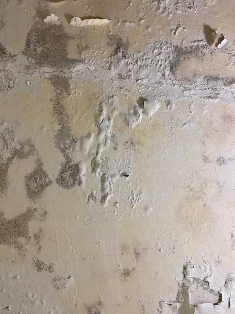 Best Local Mold Removal Service  in West Hazleton, PA