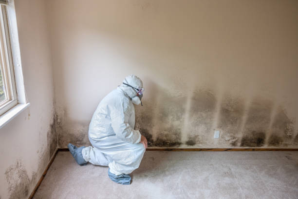Best Black Mold Removal  in West Hazleton, PA