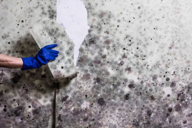 West Hazleton, PA Mold Removal Company